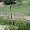 img_5296