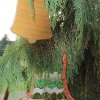 img_1393
